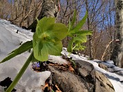 54 Ellebori verdi (Helleborus viridis) si fanno spazio tra la neve